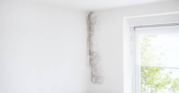 Best Mold Remediation for Healthcare Facilities  in Highlands, NJ