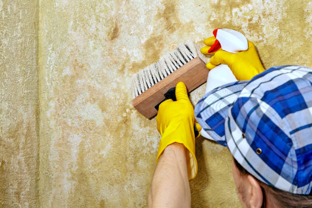 Best Environmental Consulting for Mold Prevention  in Highlands, NJ